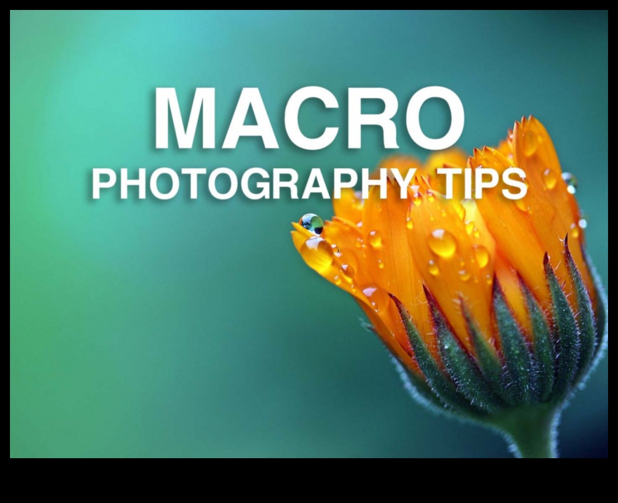 Makro mistika: maza mēroga fotogrāfijas mākslas noslēpumu atšifrēšana