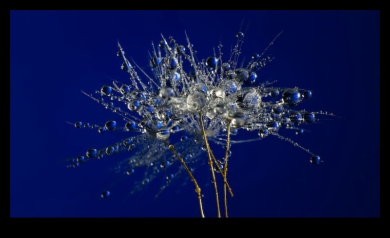 Makro mistika: maza mēroga fotogrāfijas mākslas noslēpumu atšifrēšana