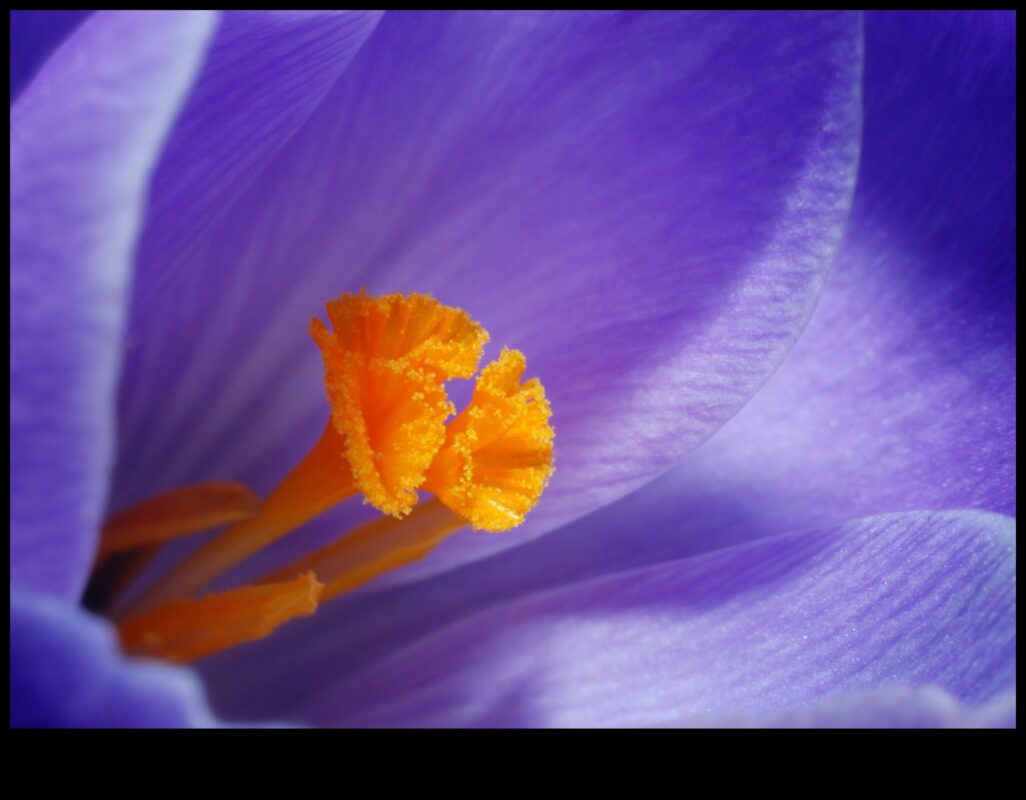 Makro mistika: maza mēroga fotogrāfijas mākslas noslēpumu atšifrēšana