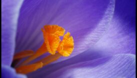 Makro mistika: maza mēroga fotogrāfijas mākslas noslēpumu atšifrēšana