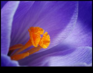 Makro mistika: maza mēroga fotogrāfijas mākslas noslēpumu atšifrēšana