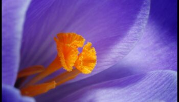 Makro mistika: maza mēroga fotogrāfijas mākslas noslēpumu atšifrēšana